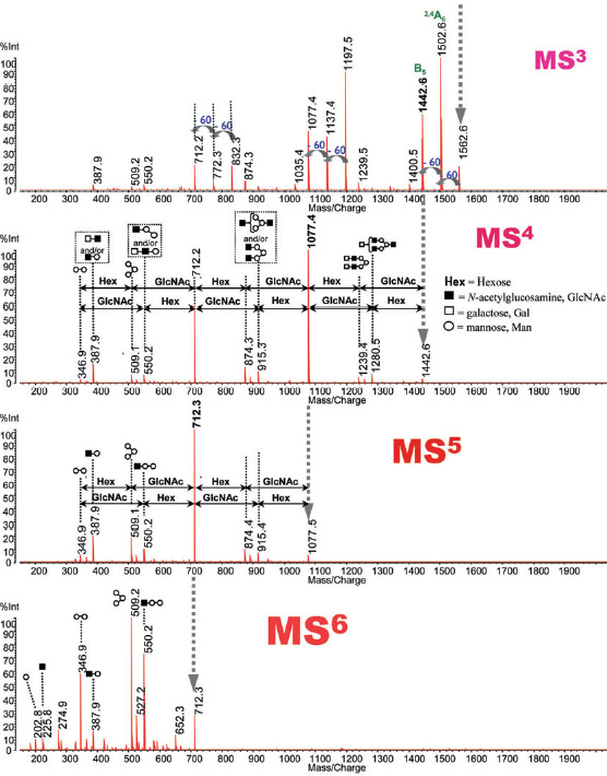 翻译后修饰分析/ MSn糖链结构解析(图2)