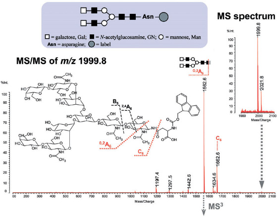 翻译后修饰分析/ MSn糖链结构解析